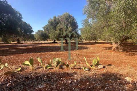 Terra a Carovigno, Brindisi, Carovigno - € 29.000 | Ref: Terreno Empire - foto 2